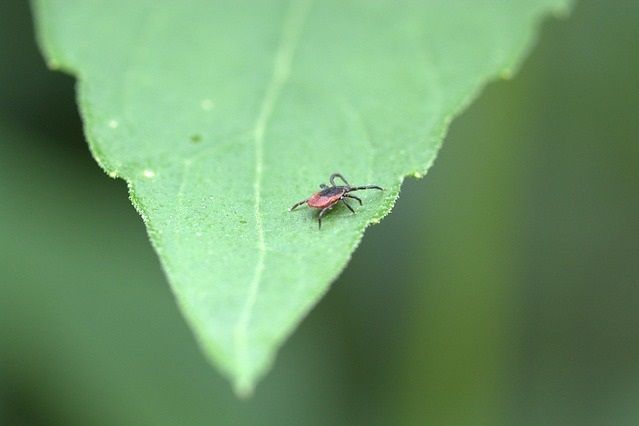 Tique sur une feuille à l’affût.